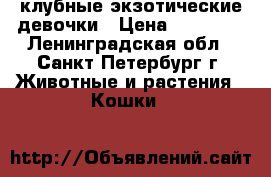 клубные экзотические девочки › Цена ­ 10 000 - Ленинградская обл., Санкт-Петербург г. Животные и растения » Кошки   